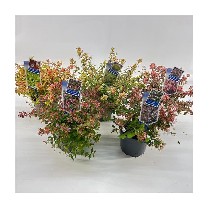 <h4>Abelia mix variétés</h4>