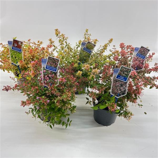 Abelia mix variétés