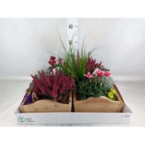 Arr.   Tuinplanten L%
