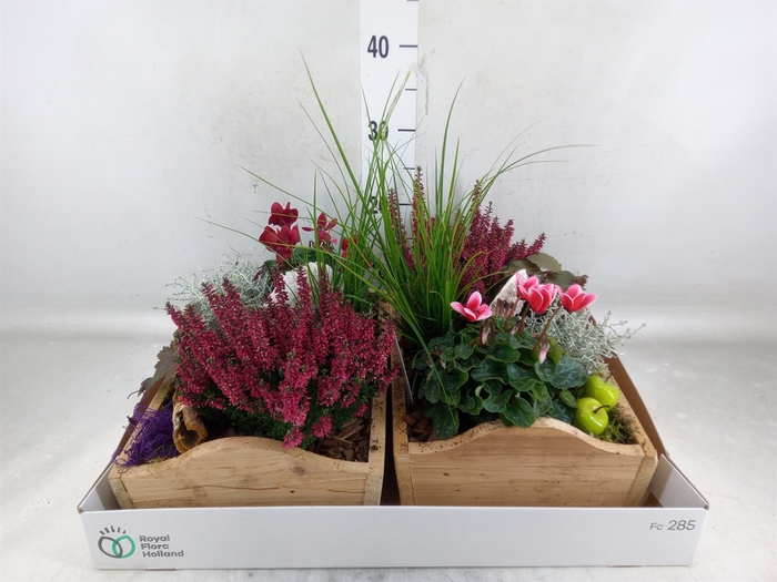 <h4>Arr.   Tuinplanten L%</h4>