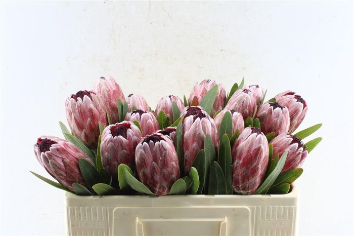 <h4>Protea Pink Ice</h4>