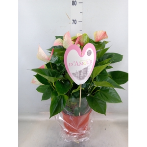 Anthurium andr. 'Fantasy Love'