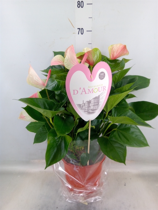 <h4>Anthurium andr. 'Fantasy Love'</h4>