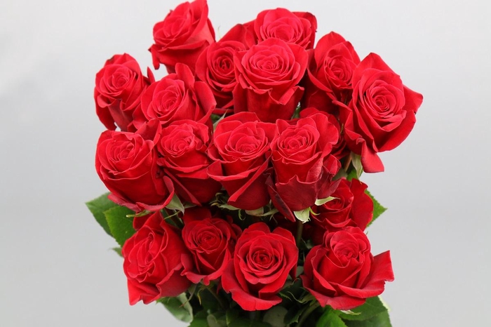 <h4>Rosa ec freedom</h4>