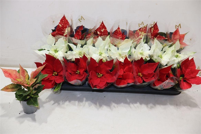 <h4>Euphor P Gem</h4>