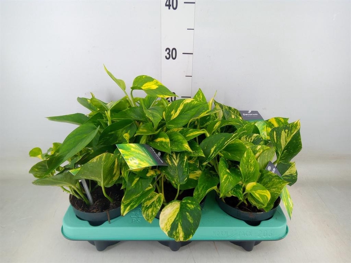 <h4>Epipremnum pinn. 'NJoy Gold'</h4>