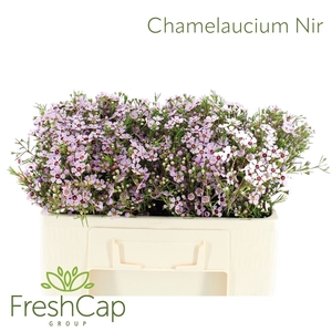 Chamelaucium Nir