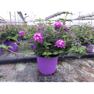 Lantana camara overig