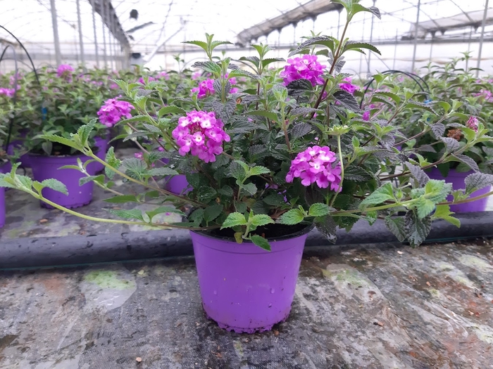 <h4>Lantana camara overig</h4>