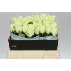 Rosa Gr White Naomi