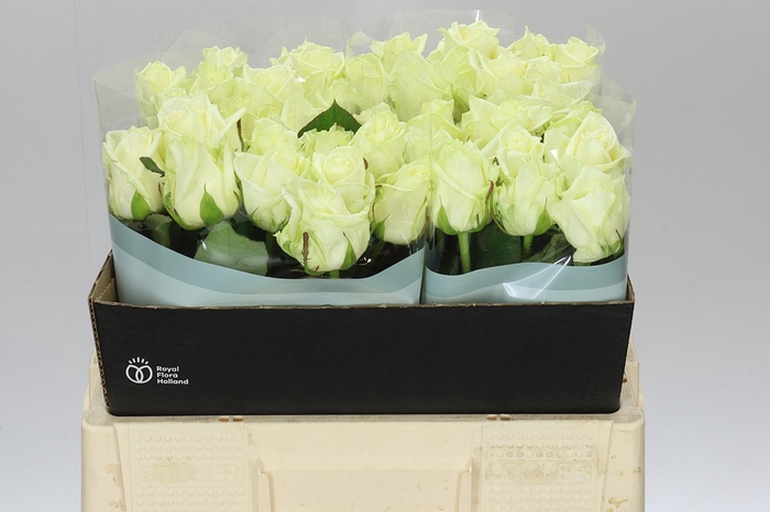 <h4>Rosa Gr White Naomi</h4>