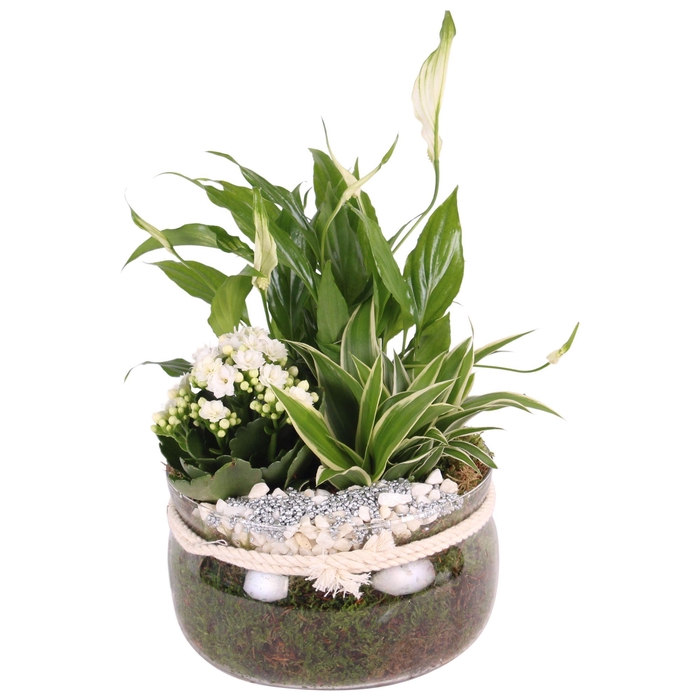 <h4>Yearround Arr. Indoor Glass Bowl with Rope Ø20cm 3PP</h4>