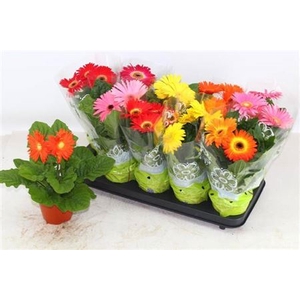 Gerbera gemengd