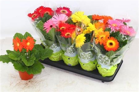 <h4>Gerbera gemengd</h4>