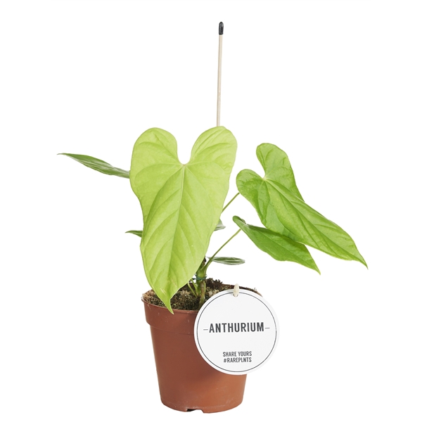 <h4>Anthurium Balaoanum</h4>