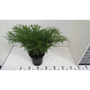 Juniperus sabina