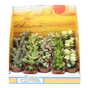 Crassula mix in showdoos