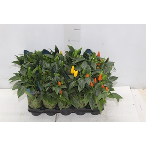 PIMENTA P06