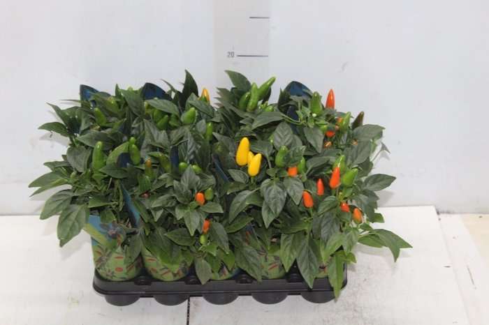 <h4>PIMENTA P06</h4>