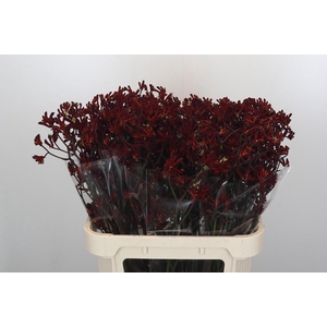 Anigozanthos Bush Ruby