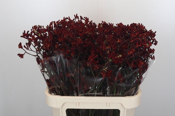 Anigozanthos Bush Ruby