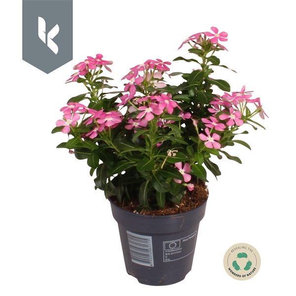 <h4>Catharanthus Soirée Pink</h4>