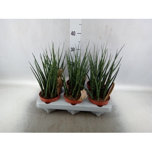 Sansevieria  'Fernwood'