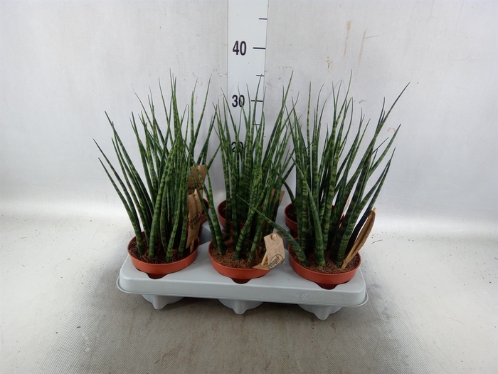 <h4>Sansevieria  'Fernwood'</h4>