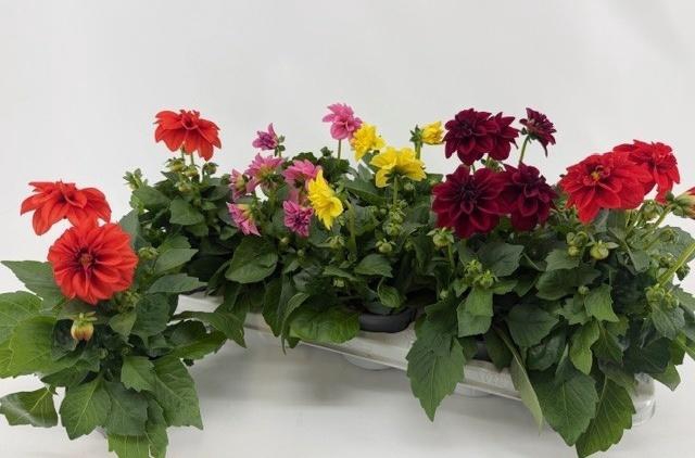 <h4>DAHLIA ROYAL GEM</h4>