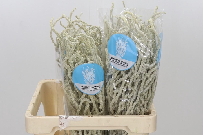 <h4>Amaranthus Yearming Desert</h4>