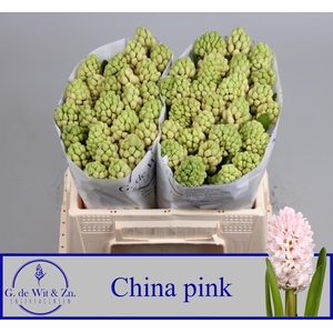 HYAC CHINA PINK