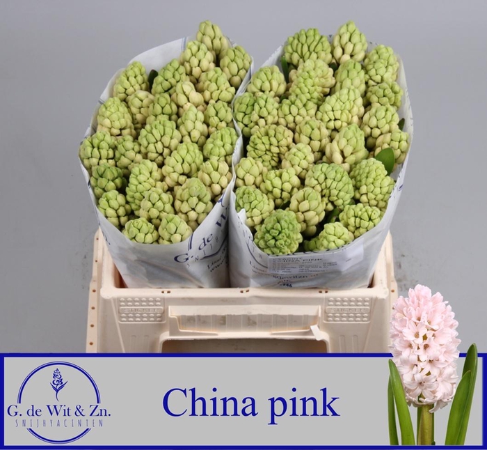 <h4>HYAC CHINA PINK</h4>