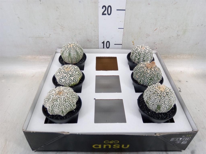 <h4>Cactus   ...</h4>