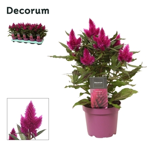Celosia 'Deep Purple' with label | Decorum