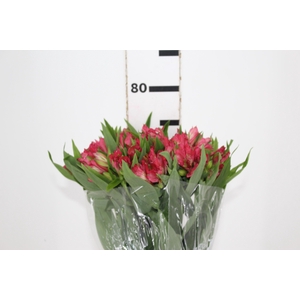 ALSTROEMERIA NIKITA 080 CM