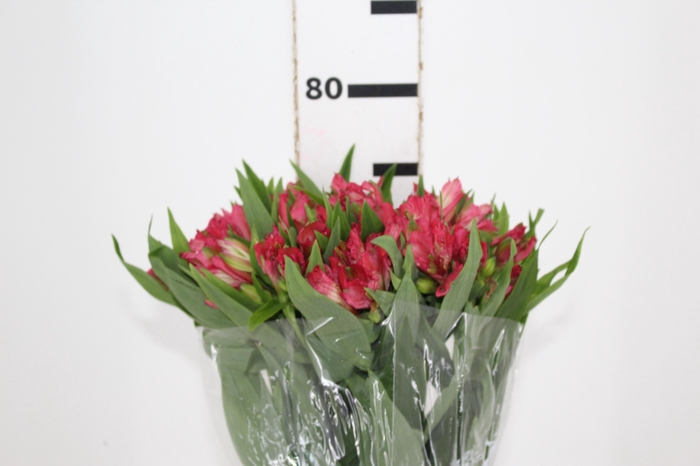 <h4>ALSTROEMERIA NIKITA 080 CM</h4>