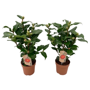 Camellia japonica 'Dr King'