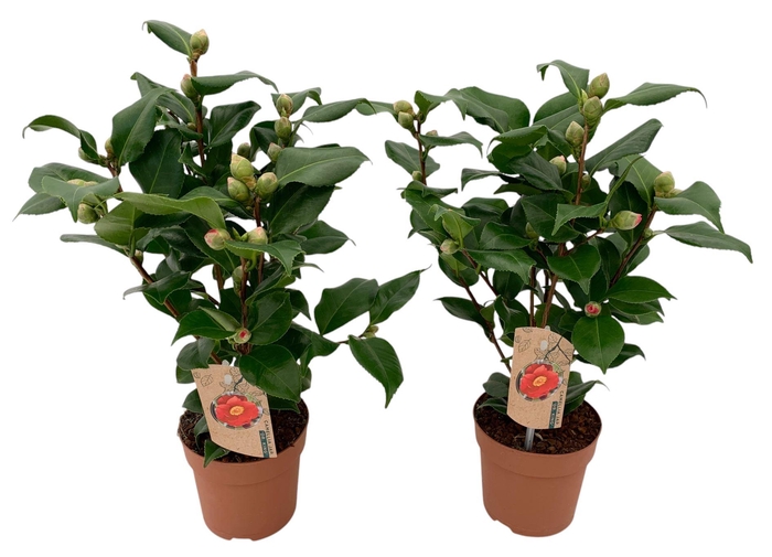 <h4>Camellia japonica 'Dr King'</h4>