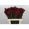 Leucadendron Blush Spray