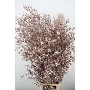 Euca Gu Azura Champagne