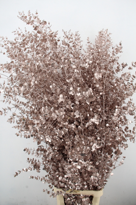 <h4>Euca Gu Azura Champagne</h4>