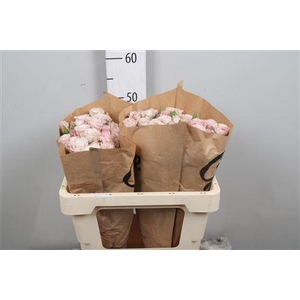 R Tr Angel Bombastic