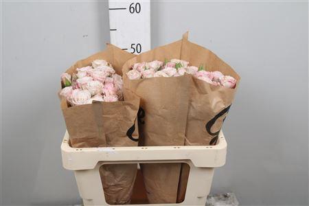 <h4>R Tr Angel Bombastic</h4>