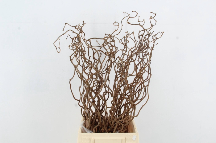 <h4>CORYLUS AV CONTORTA 1 JARIG</h4>