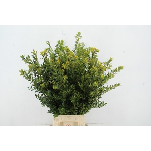 ILEX GREEN HEDGE PER STEM 070CM
