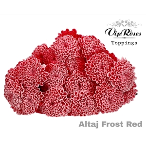 CHR T ALTAJ FROST RED