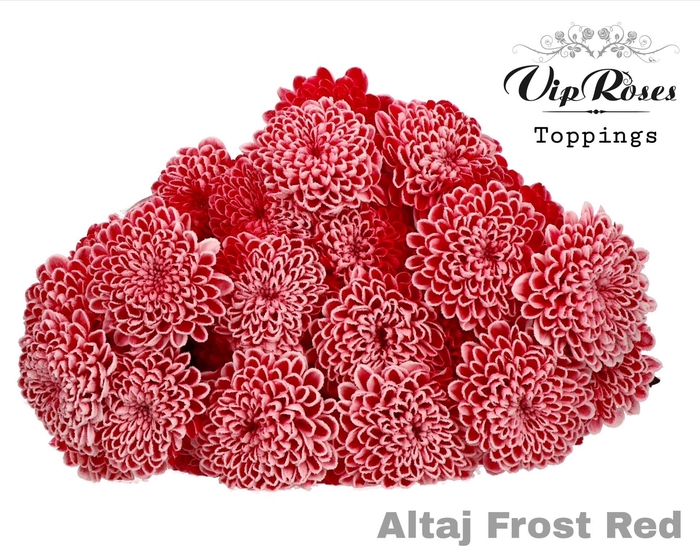 <h4>CHR T ALTAJ FROST RED</h4>
