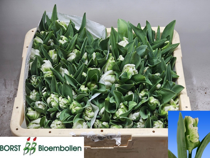 <h4>TU PA SUPER PARROT</h4>