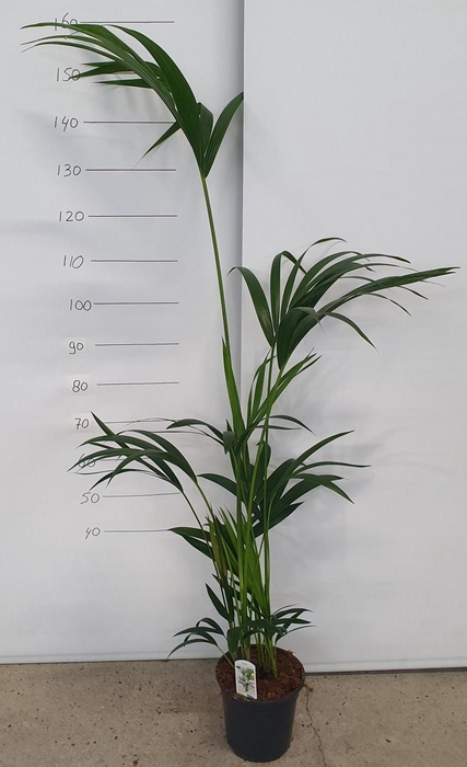 <h4>HOWEA FORSTERIANA</h4>