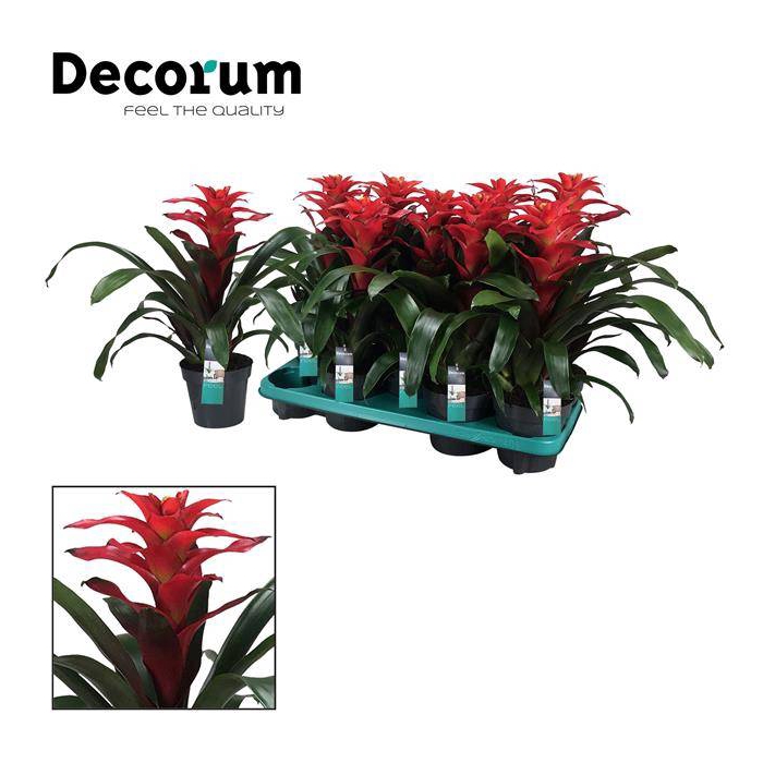 <h4>Guzmania Optima 13Ø 40cm</h4>